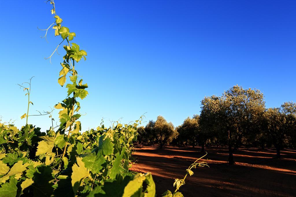 Herdade Da Calada Azaruja Dış mekan fotoğraf