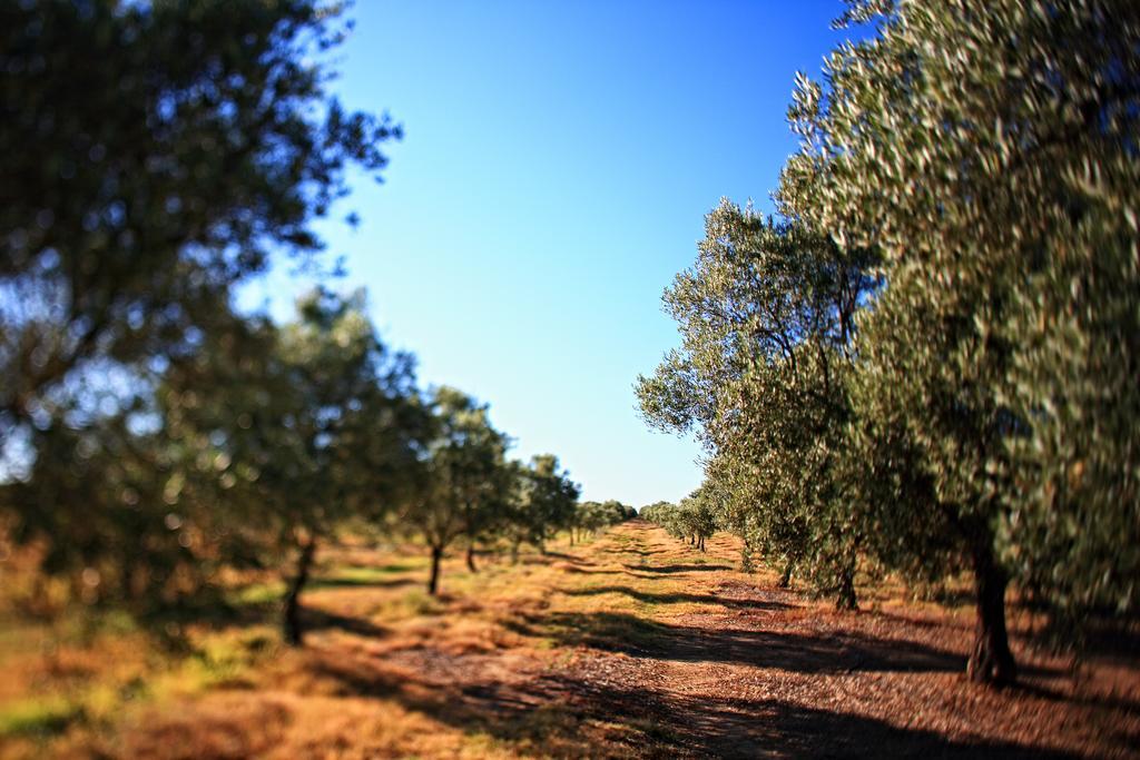 Herdade Da Calada Azaruja Dış mekan fotoğraf